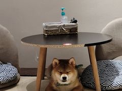 -逗柴咖啡屋·狗咖猫咖宠物桌游