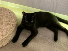 -浣熊柯尔鸭土拨鼠·电玩咖