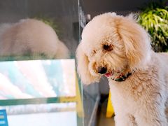 -爪吧宠物乐园 (温榆河示范区店)