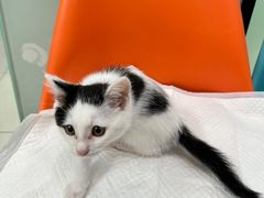 -纳吉亚猫专科动物医院博雅分院