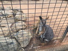 -费瑟代尔野生动物园