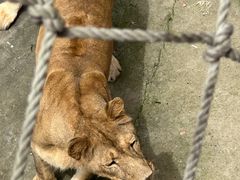 -西霞口神雕山野生动物世界