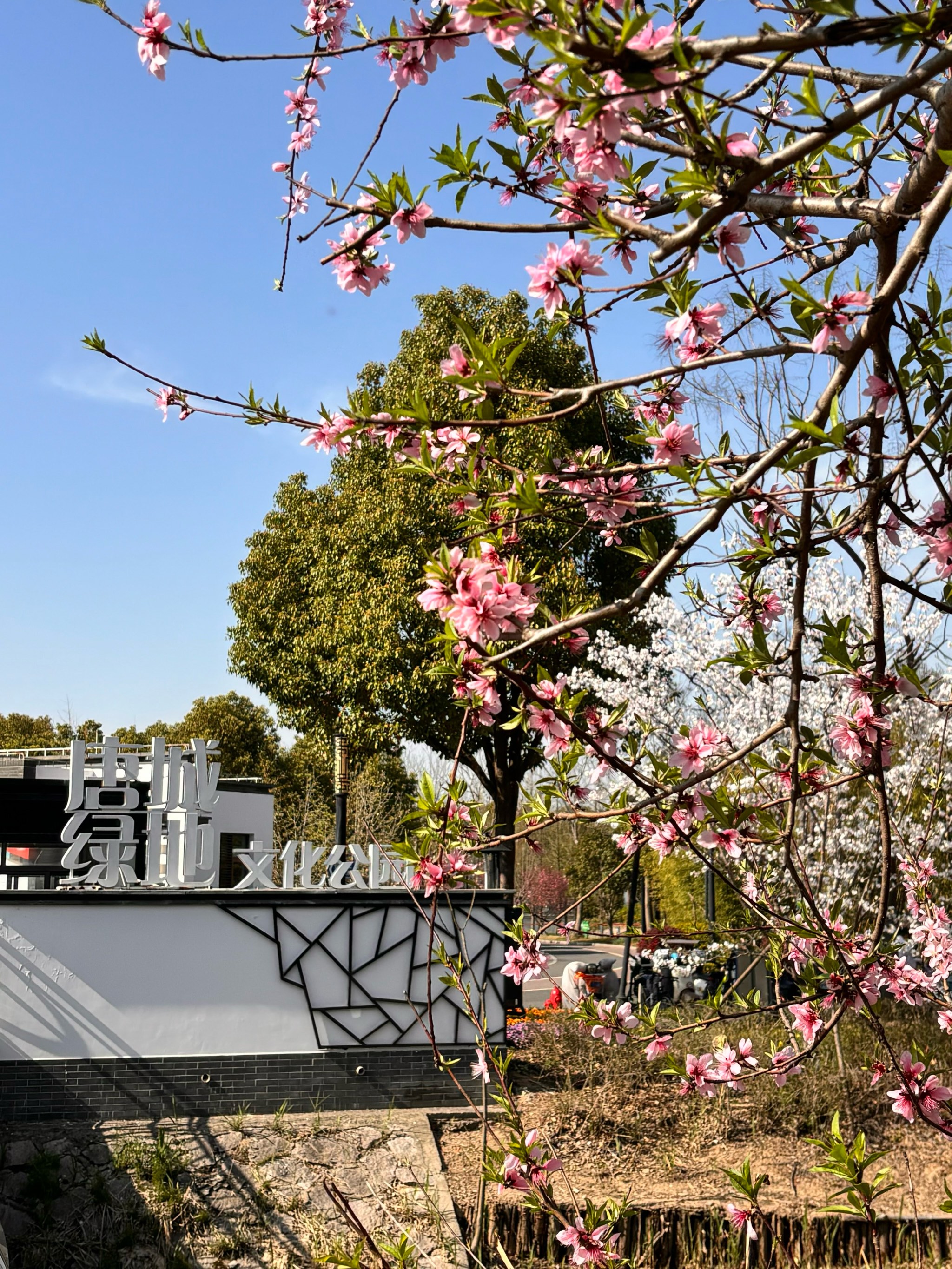 巴南区鱼洞樱花山公园图片