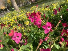 -石家庄市植物园
