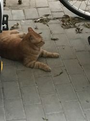 -苗塑堂减肥艾灸