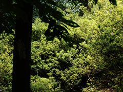 -昆明植物园
