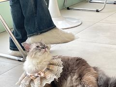 -怪兽屋·羊驼·猫咖·狗咖(俊华广场店)