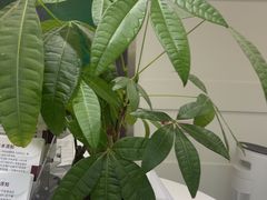 -雅悦齿科(顾村公园店)