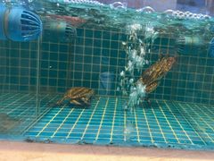 -妈妈菜舟山海鲜(定海古城店)