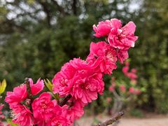 -南国桃园旅游度假区