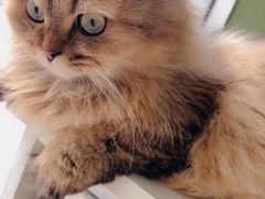 -猫亿天猫咖