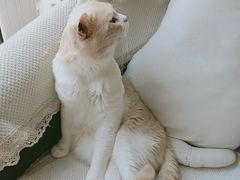 -MOYOYO猫咪咖啡店