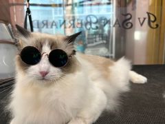 -车接车送·寄养洗护·德文猫舍(大宁店)
