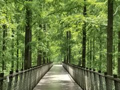 -黄海国家森林公园