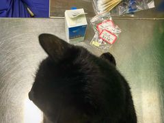 -半岛宠物医院24小时(科华中路店)