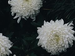 -杭州植物园