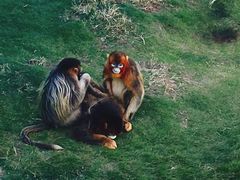 -西霞口神雕山野生动物世界