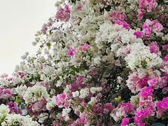 -深圳国际园林花卉博览园