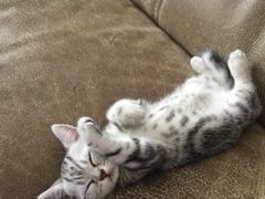 -猫大福·Fortune Cat猫舍(百子湾店)