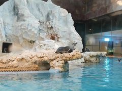 -帝企鹅自助餐厅•儿童岛•真企鹅(长隆企鹅酒店)