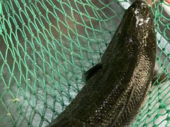 -金三可市井水煮鱼(金碧园店)