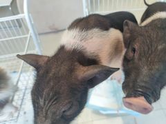 -怪兽屋·羊驼·猫咖·狗咖(俊华广场店)