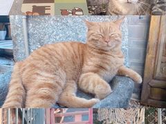 -喵屿·大理花园猫咖