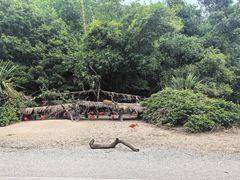 -广州长隆野生动物世界