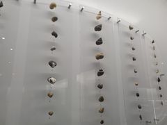 -贝壳王国博物馆
