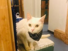 -猫色咖啡·猫咖