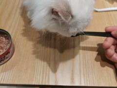 -藏猫猫咖啡主题馆(中央大道店)