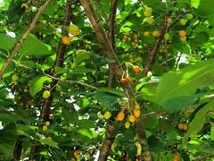 -终南山国家森林公园