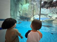 -帝企鹅自助餐厅•儿童岛•真企鹅(长隆企鹅酒店)