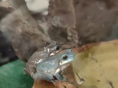 -酷以爬仙阁实体爬宠店·守宫·蜥蜴·专业繁育