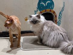 -藏猫猫咖啡主题馆(中央大道店)