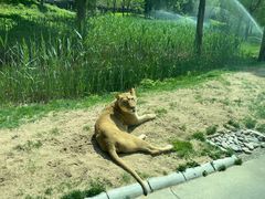 -北京野生动物园