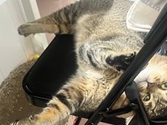 -瑞鹏宠物医院·骨科·猫科·内科(第一中心)