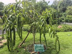 -广西壮族自治区药用植物园