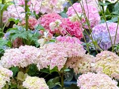 -上海长风大悦城