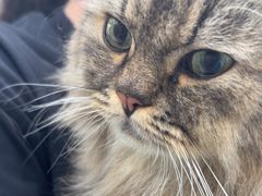 -安安宠医宠物医院·异宠·犬猫内科(岳阳分院)