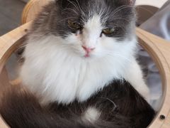 -飞行喵MR PILOT|猫舍·猫咖(静安大融城店)