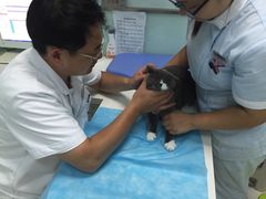 -纳吉亚猫专科动物医院博雅分院