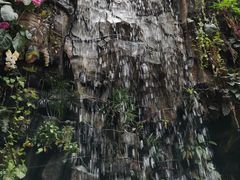 -正佳雨林生态植物园