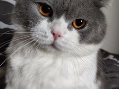 -久久宠物(河东万达店)