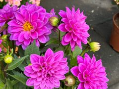 -溪岸路花鸟市场