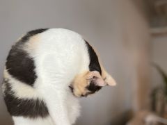 -Cappucimeow猫咪咖啡馆(韦伯时代店)