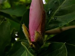 -国家植物园南园