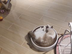 -momokira米努特·德文卷毛猫·棉花面纱犬