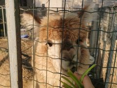 -意大利农场度假村