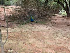 -泉州海丝野生动物世界